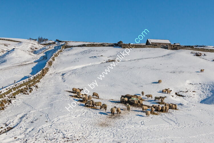 Winter Feeding at Revelin