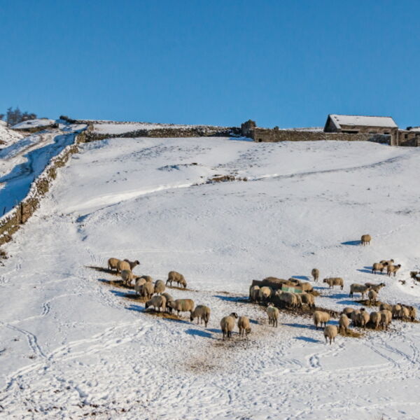 Winter Feeding at Revelin