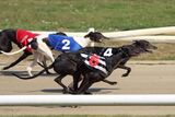 Greyhound racing