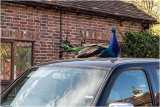 Didn't realise they did home deliveries!