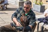 An unexpected visit by a Harris Hawk