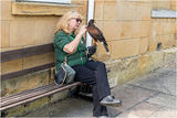 Making friends with the Harris Hawk