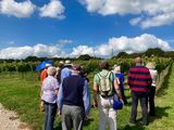Lead on McDuff - starting our walk through the vineyard