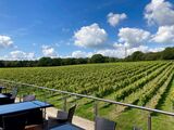 The view of the vines from the balcony was spectacular