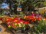 Beautiful flowers