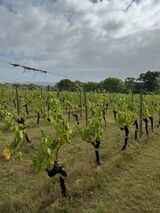A general view of the Chardonnay plantation