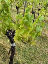 A close-up of one of the vines