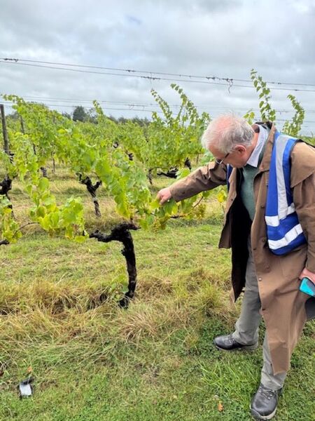 "NO PICKING THE GRAPES"!!!