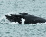 Humpback Whale Feeding