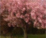 Cherry Tree