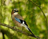 Jay