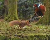 Attack Squirrel !