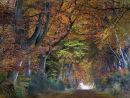 Autumn in Angus