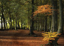 Beechwood