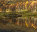 Autumn Silver Birches