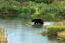 Black Bear Bathing