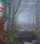 Caddam Wood
