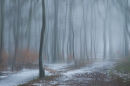 In Caddam Woods