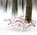 Winter, Beechwood.