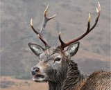 Wet Stag