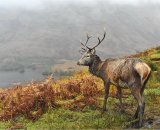 Red Deer Stag