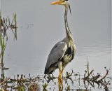 Heron