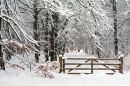 Winter, Caddam Wood