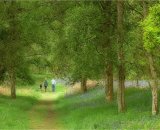 Through the Wood