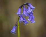Bluebells