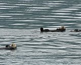 Sea Otters