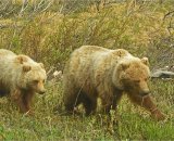 Grizzly Bears