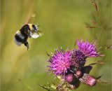 Bee in Flight