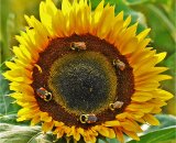Sunflower & Bees