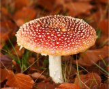 Fly Agaric