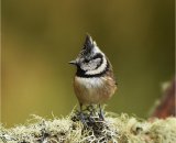 Crested Tit