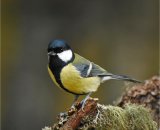 Great Tit