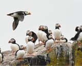 Flypast
