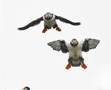 Puffins, Isle of May
