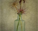 Pulsatilla Seedheads