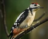 Great Spotted Woodpecker