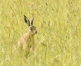 Hare