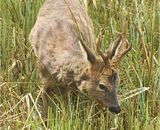 Roe Deer Buck