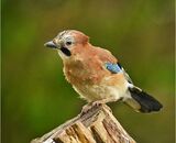 Jay, juv.