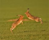 Brown Hares