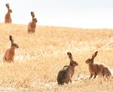 Hares