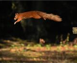 Red, Mid-jump