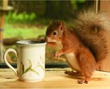Indoor wildlife photography