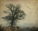 Long Road Home