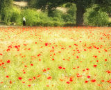 Summer Breeze