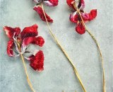 Tulips & Texture